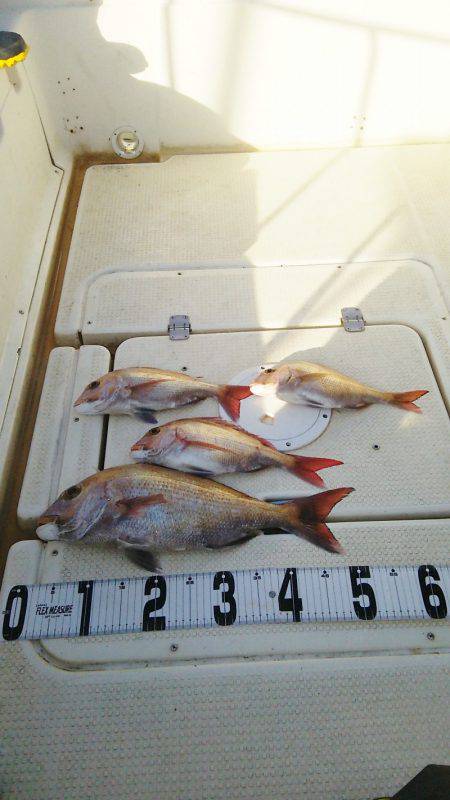 マリンガイド福丸 釣果