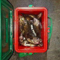 マリンガイド福丸 釣果