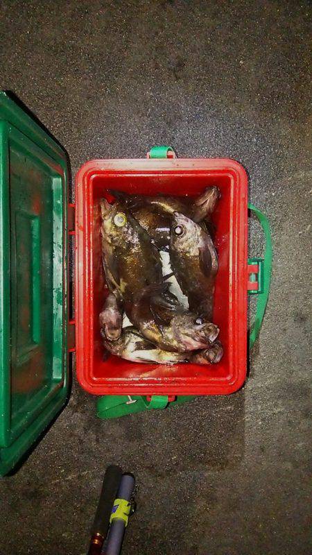 マリンガイド福丸 釣果