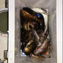 マリンガイド福丸 釣果