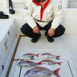 マリンガイド福丸 釣果