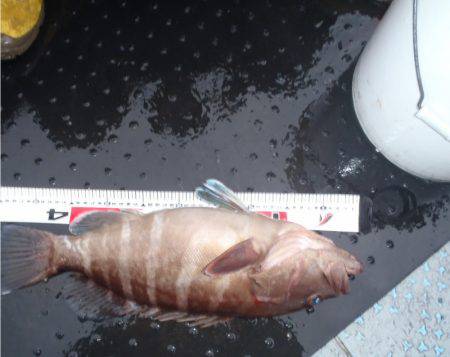 第二龍勢丸 釣果