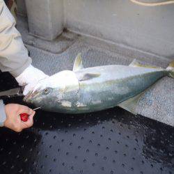 第二龍勢丸 釣果