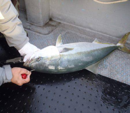 第二龍勢丸 釣果