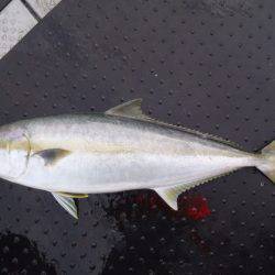 第二龍勢丸 釣果