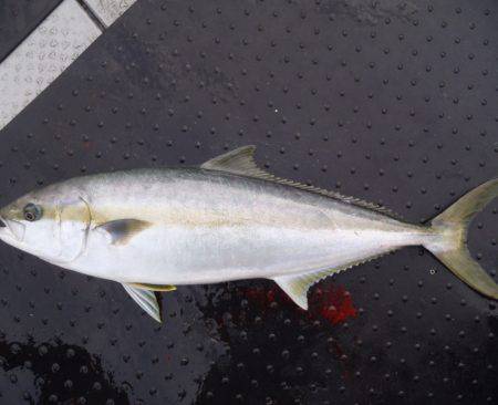 第二龍勢丸 釣果