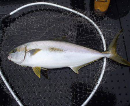 第二龍勢丸 釣果