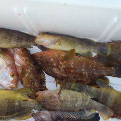 第二龍勢丸 釣果