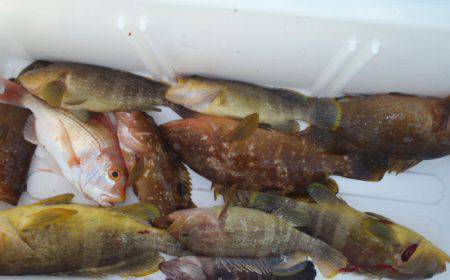 第二龍勢丸 釣果