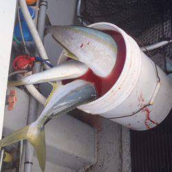 第二龍勢丸 釣果