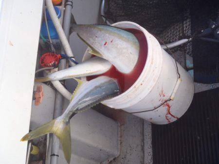 第二龍勢丸 釣果