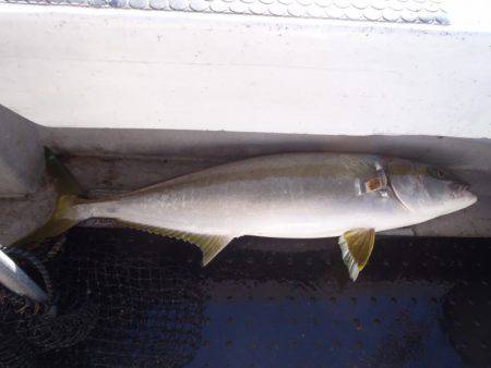 第二龍勢丸 釣果