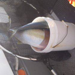 第二龍勢丸 釣果