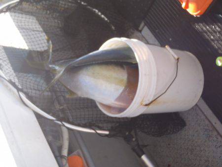 第二龍勢丸 釣果