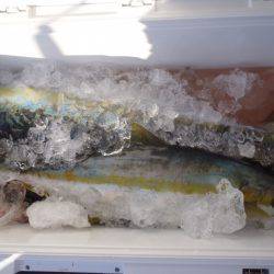 第二龍勢丸 釣果