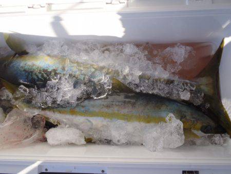 第二龍勢丸 釣果