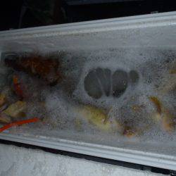 第二龍勢丸 釣果