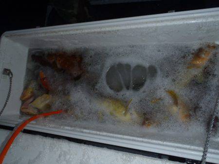 第二龍勢丸 釣果