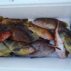 第二龍勢丸 釣果