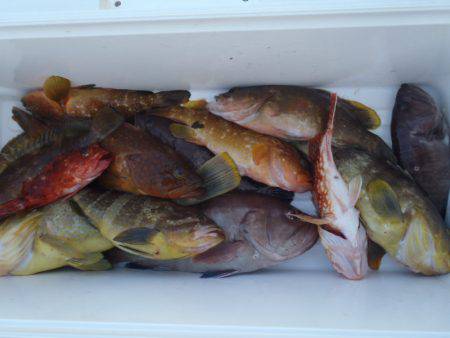 第二龍勢丸 釣果