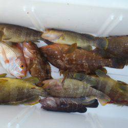 第二龍勢丸 釣果