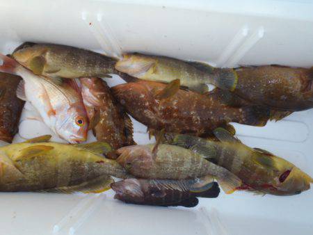 第二龍勢丸 釣果