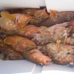 第二龍勢丸 釣果