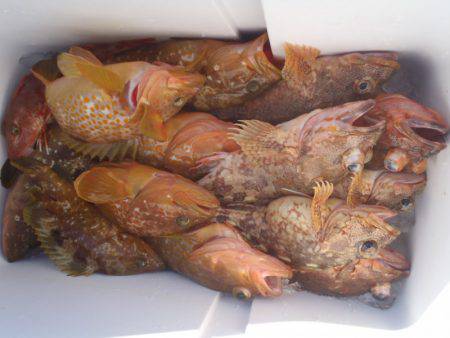 第二龍勢丸 釣果