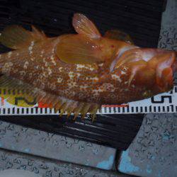 第二龍勢丸 釣果