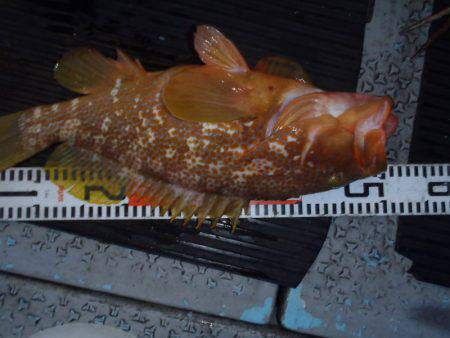 第二龍勢丸 釣果