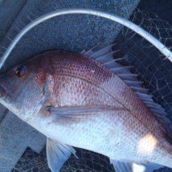 第二龍勢丸 釣果