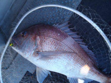 第二龍勢丸 釣果