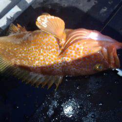 第二龍勢丸 釣果