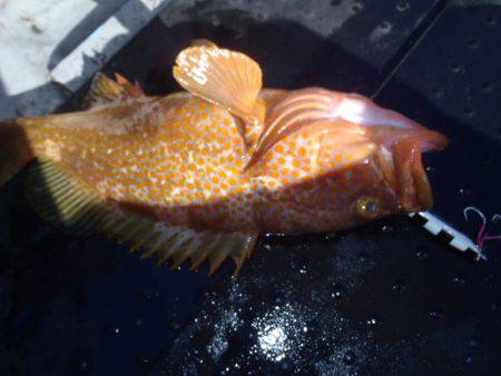 第二龍勢丸 釣果