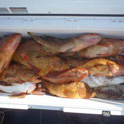 第二龍勢丸 釣果