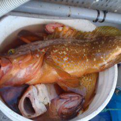 第二龍勢丸 釣果