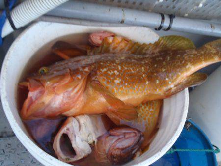 第二龍勢丸 釣果