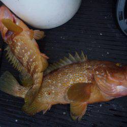 第二龍勢丸 釣果