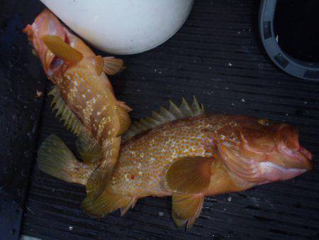 第二龍勢丸 釣果