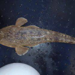 第二龍勢丸 釣果