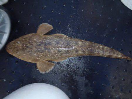 第二龍勢丸 釣果