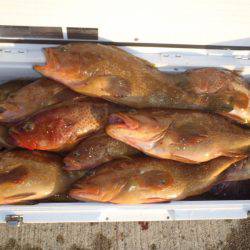 第二龍勢丸 釣果