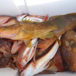 第二龍勢丸 釣果