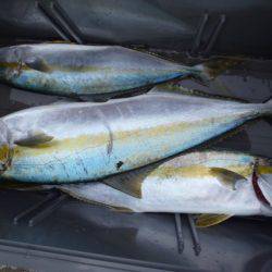 第二龍勢丸 釣果