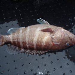 第二龍勢丸 釣果