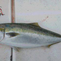 JDI Racing シールズマリンレジャー 釣果