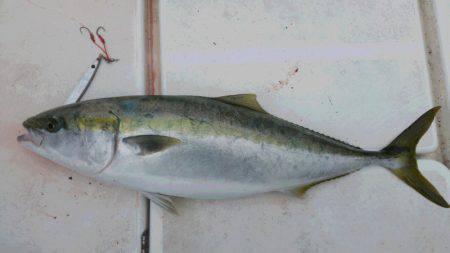 JDI Racing シールズマリンレジャー 釣果