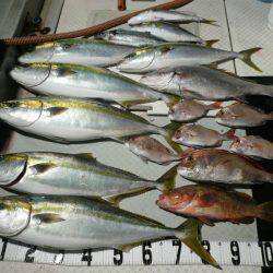 オーシャンスター(Ocean Star) 釣果