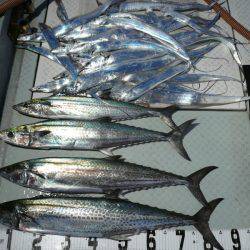 オーシャンスター(Ocean Star) 釣果