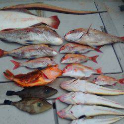 海季丸(みきまる) 釣果